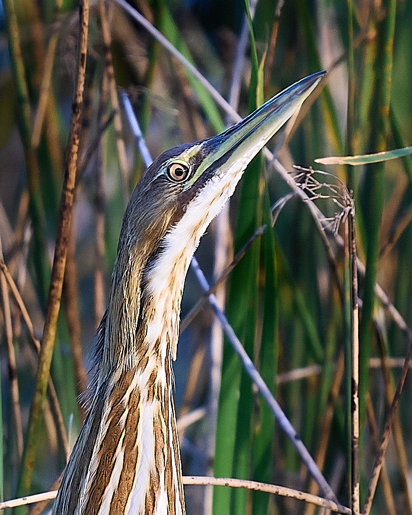 American Bittern - ML646660349