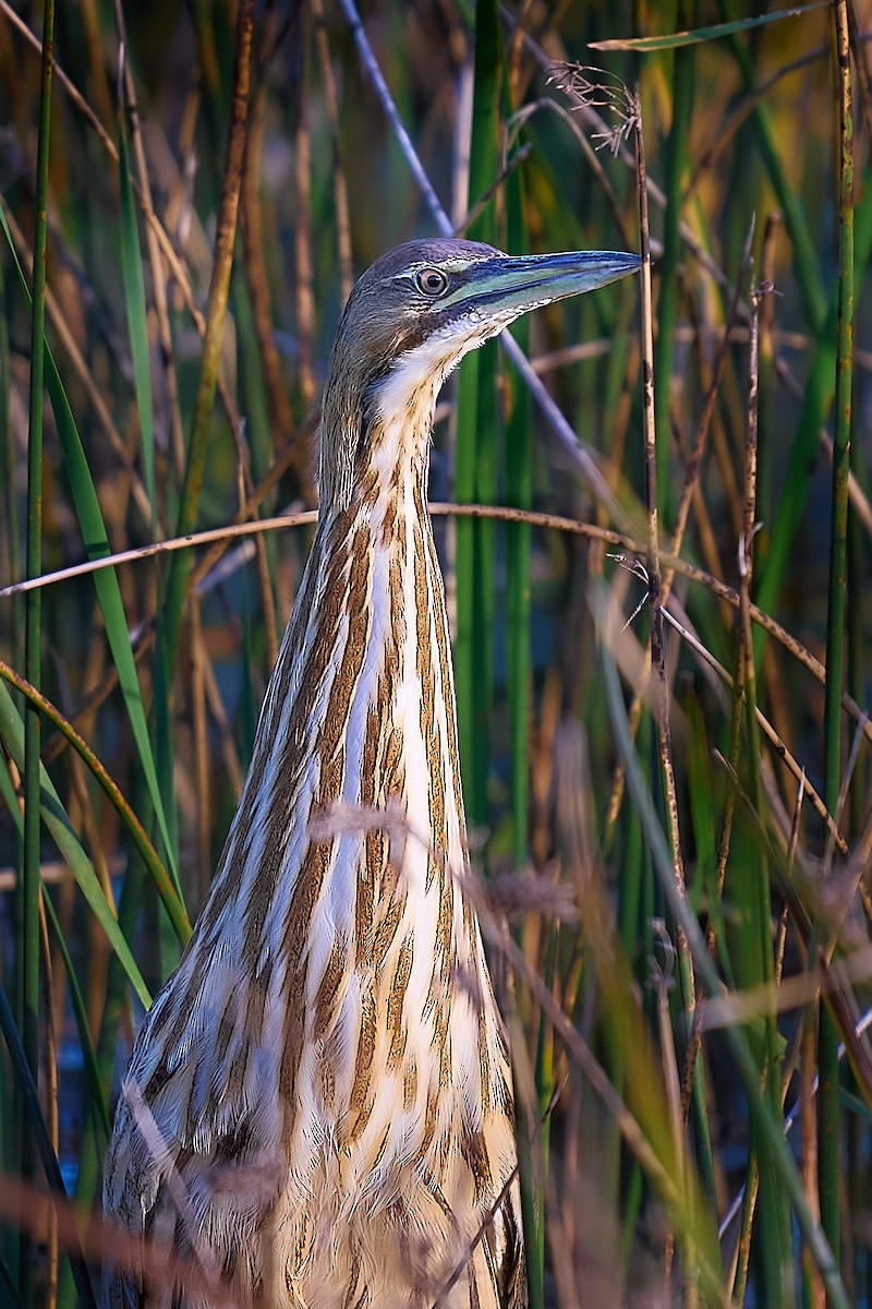 American Bittern - ML646660350