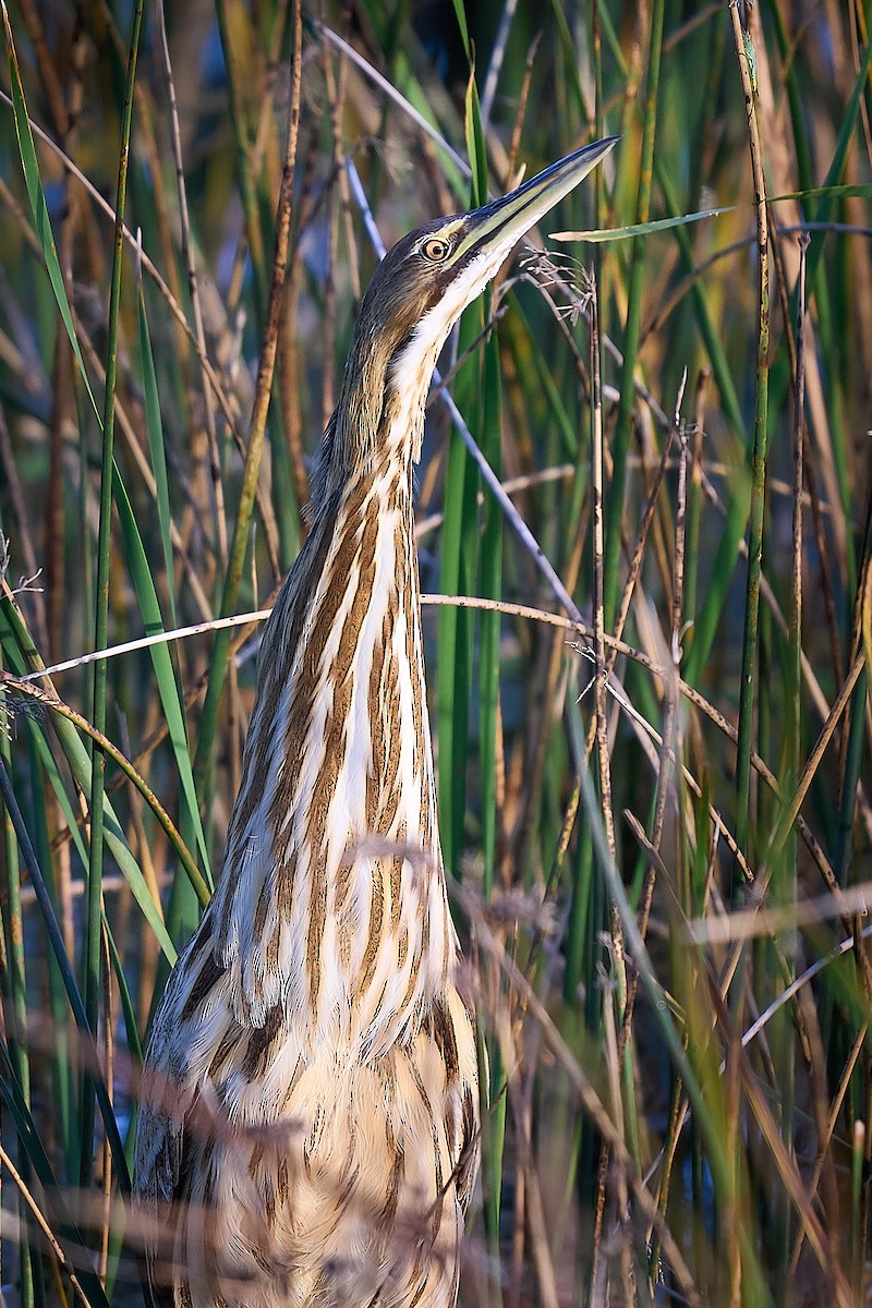 American Bittern - ML646660352