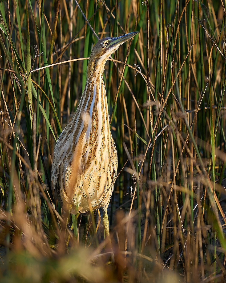 American Bittern - ML646660353