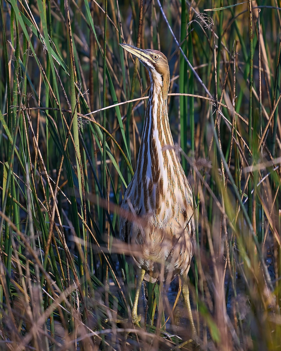 American Bittern - ML646660354
