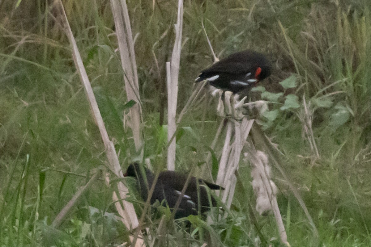 Amerika Sutavuğu - ML646660355