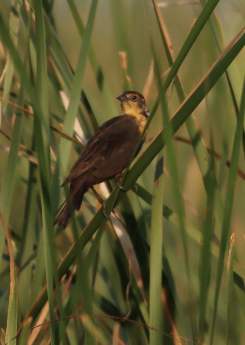 キガシラムクドリモドキ - ML646660356