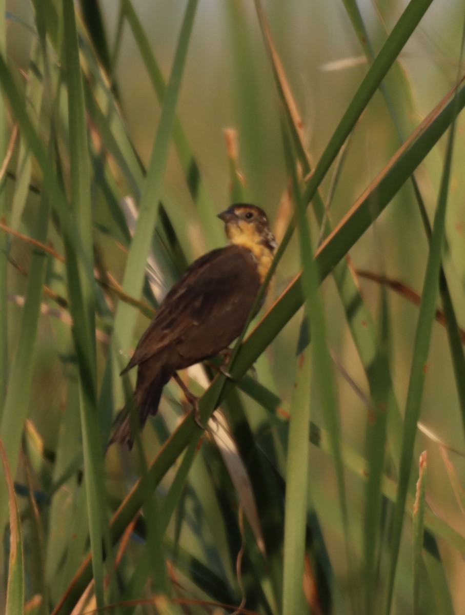 キガシラムクドリモドキ - ML646660357