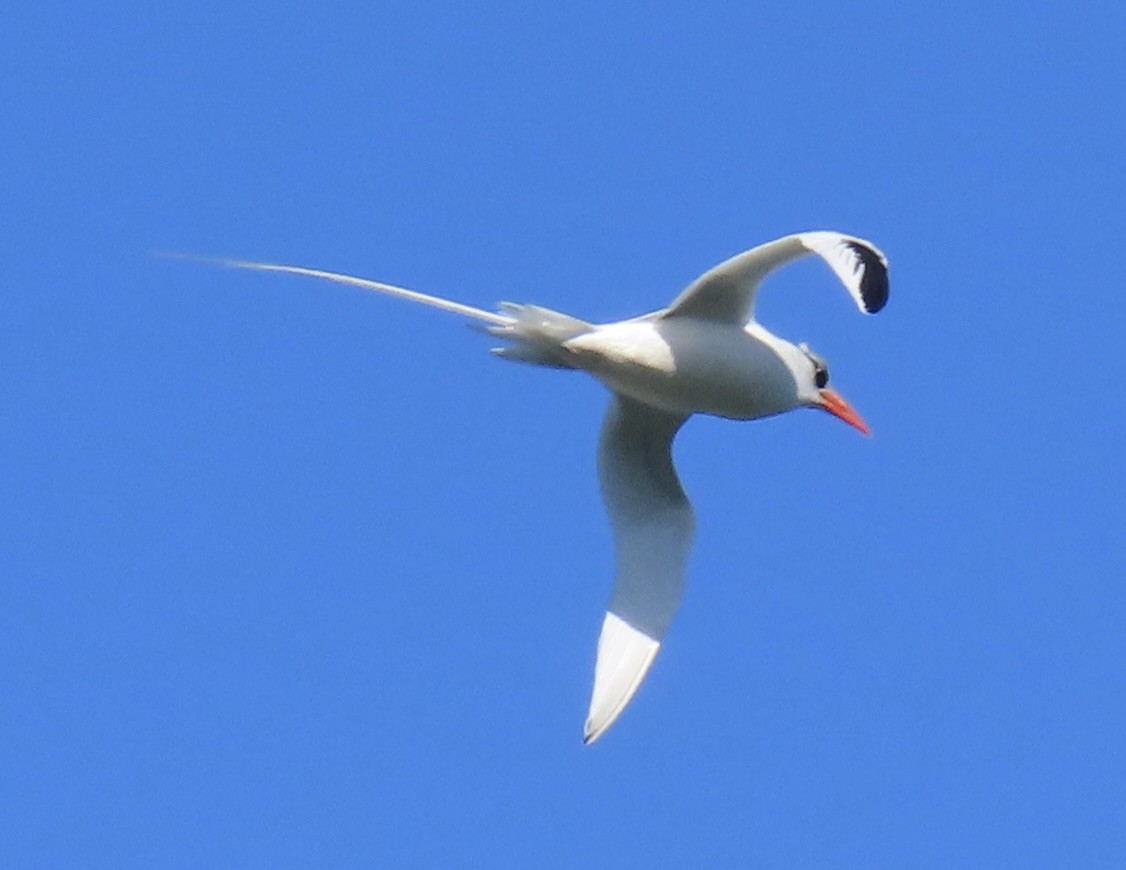Red-billed Tropicbird - ML646660359
