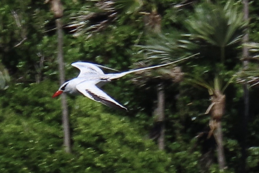 Red-billed Tropicbird - ML646660360