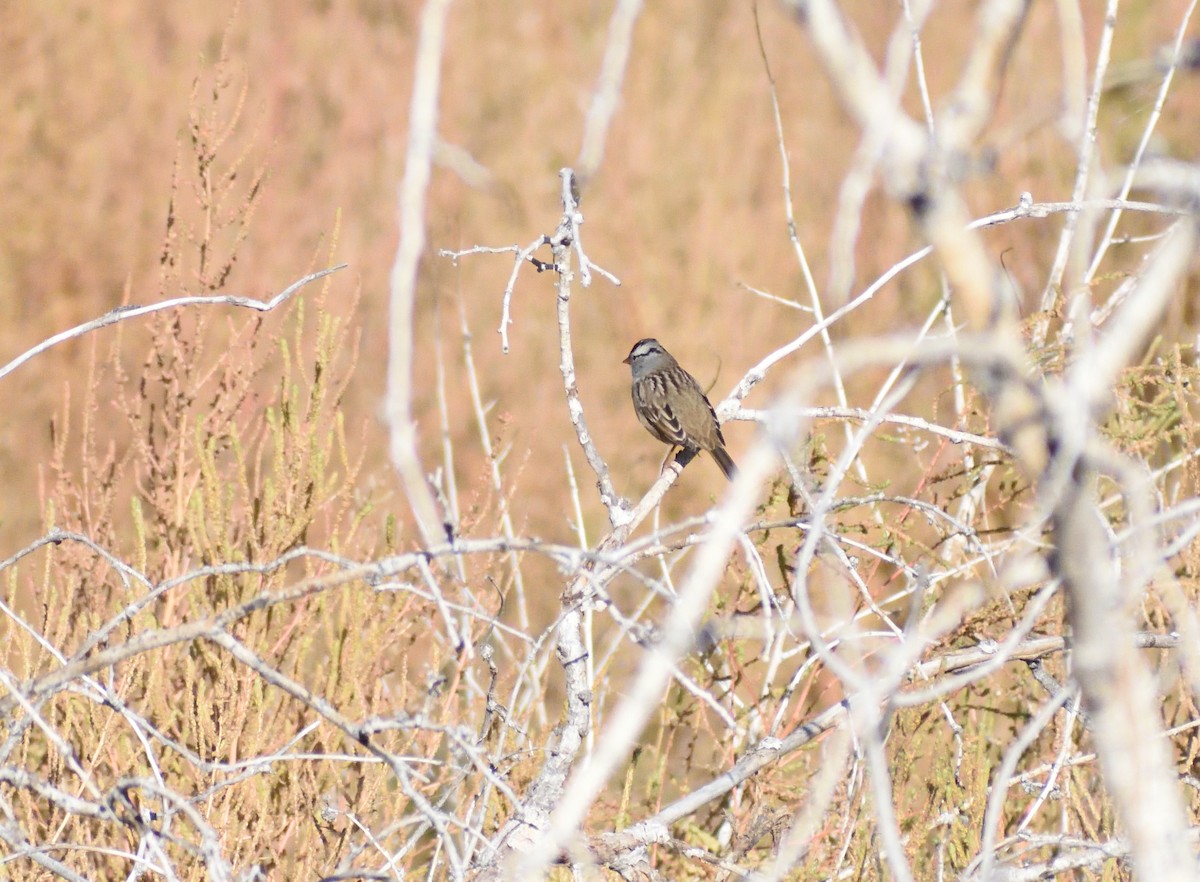 Bruant à couronne blanche - ML646660362