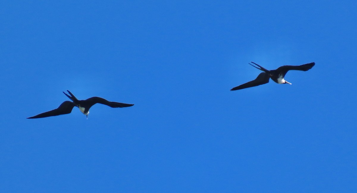 Magnificent Frigatebird - ML646660365