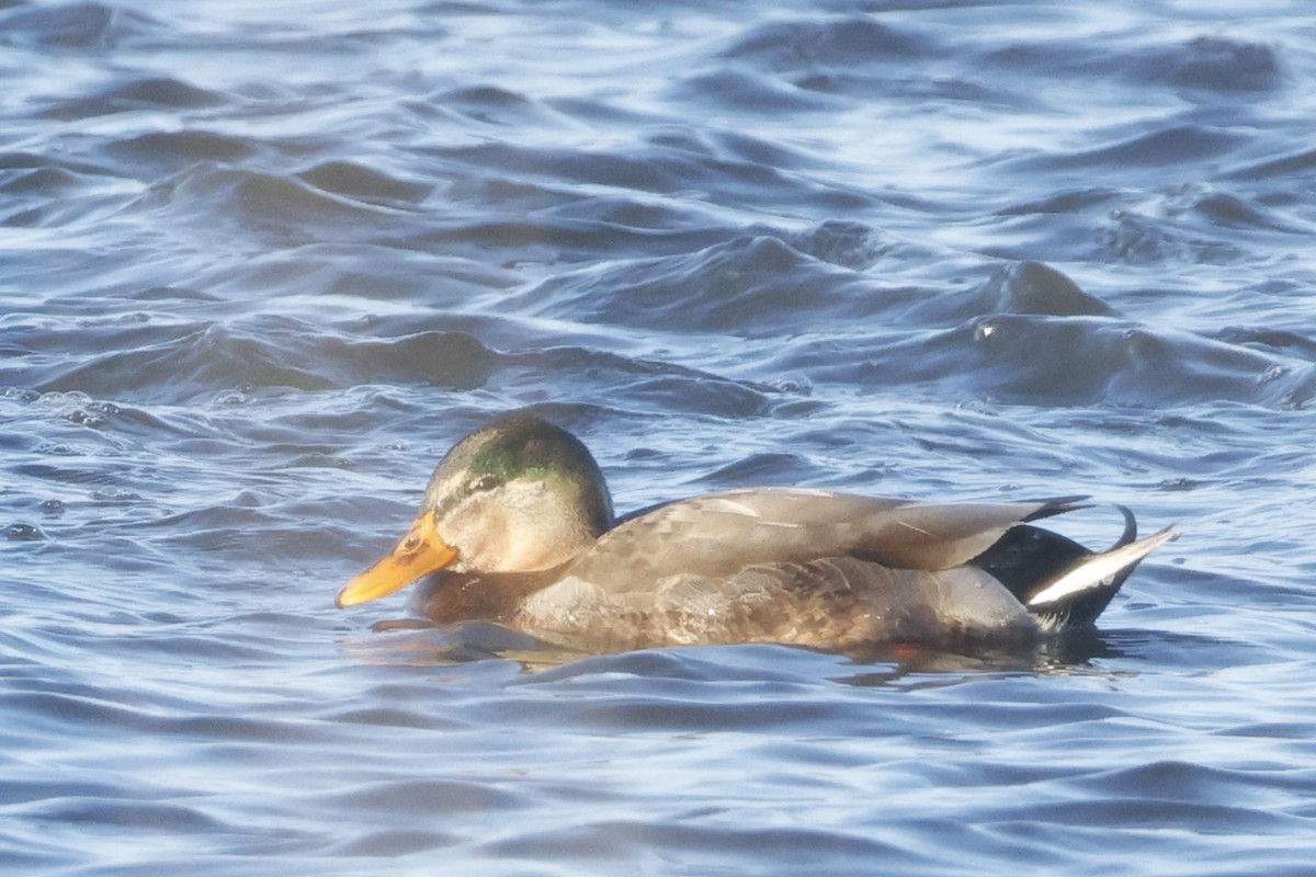 雑種 マガモ ｘ アメリカガモ - ML646660366