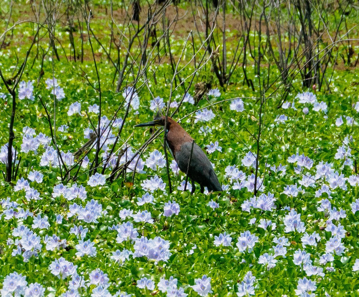 Rufescent Tiger-Heron - ML646660367
