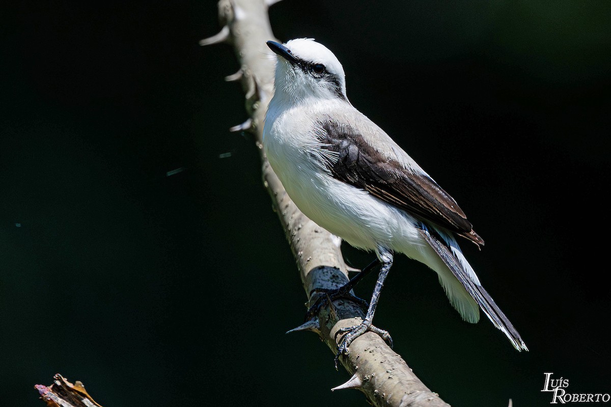 maskevanntyrann - ML646660371