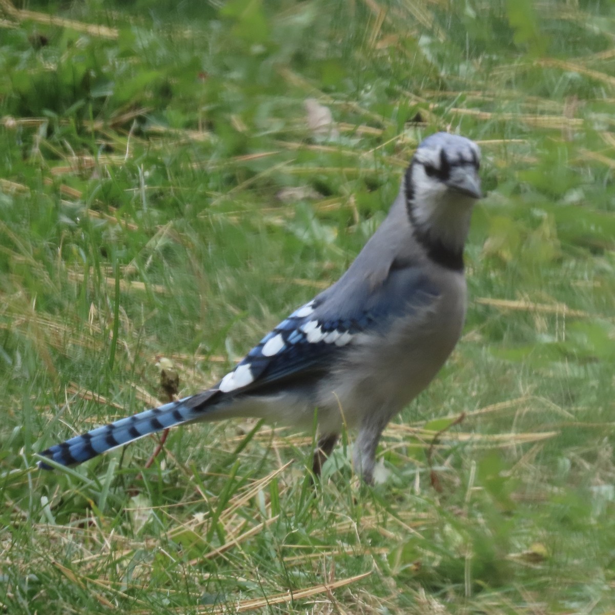 Blue Jay - ML646660373