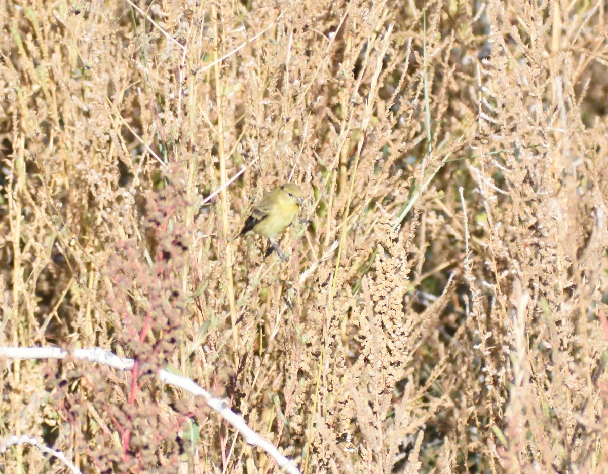 Chardonneret mineur - ML646660375