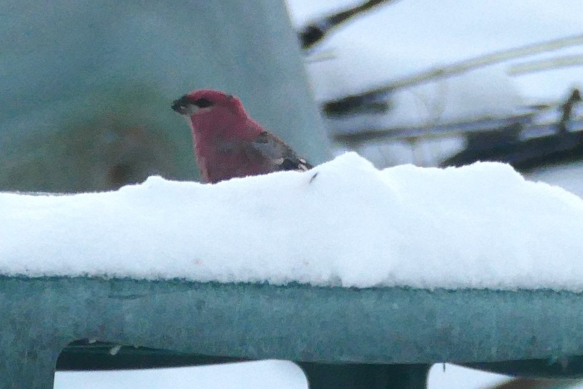 Pinu-gailupa - ML646660376