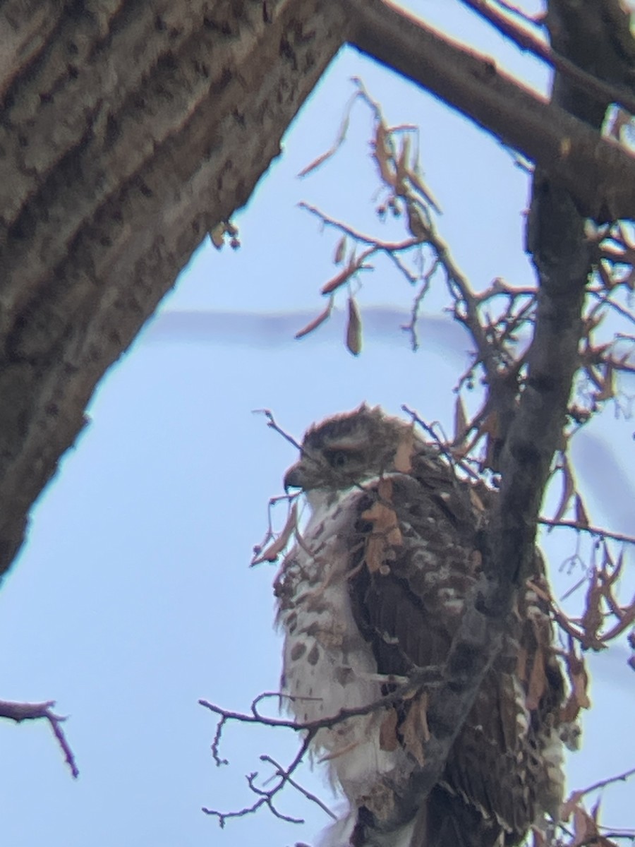 Red-shouldered Hawk - ML646660378
