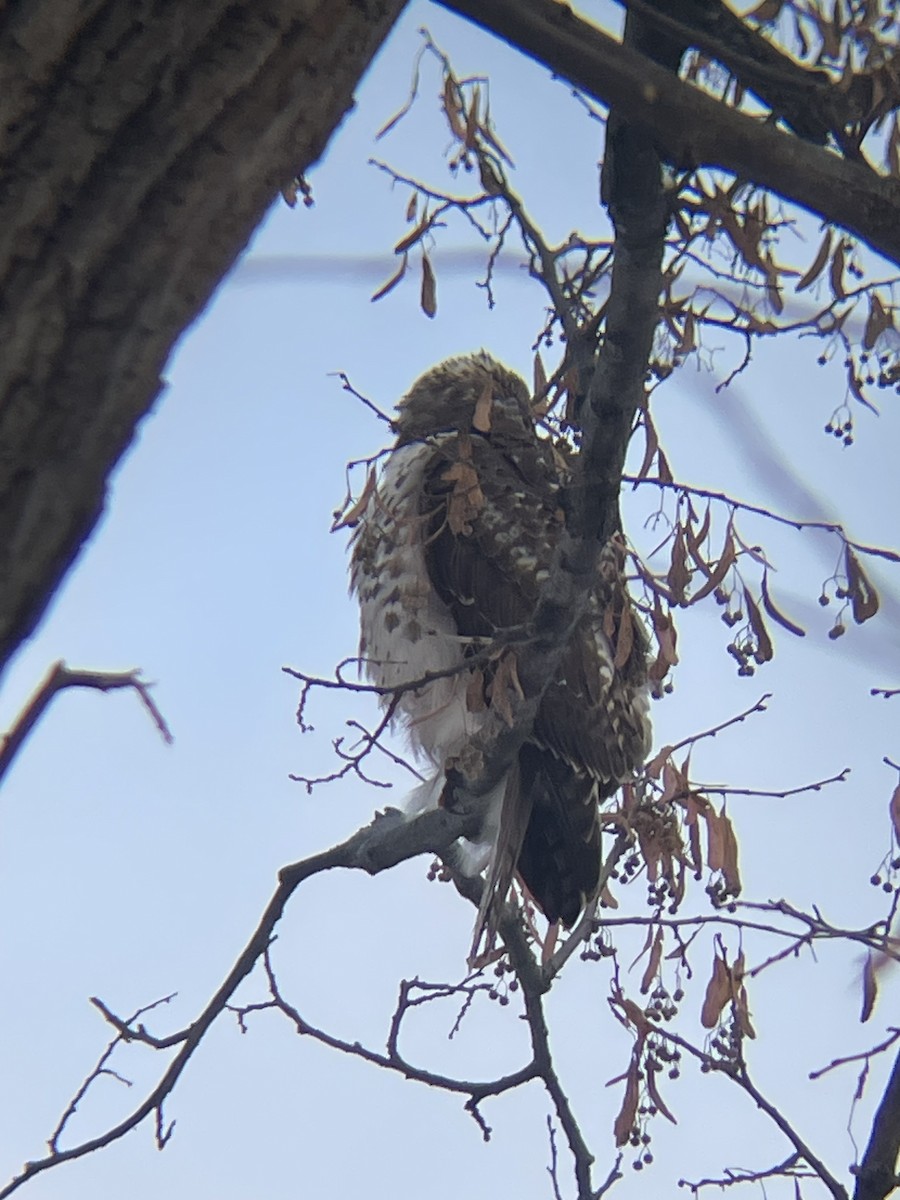 Red-shouldered Hawk - ML646660379