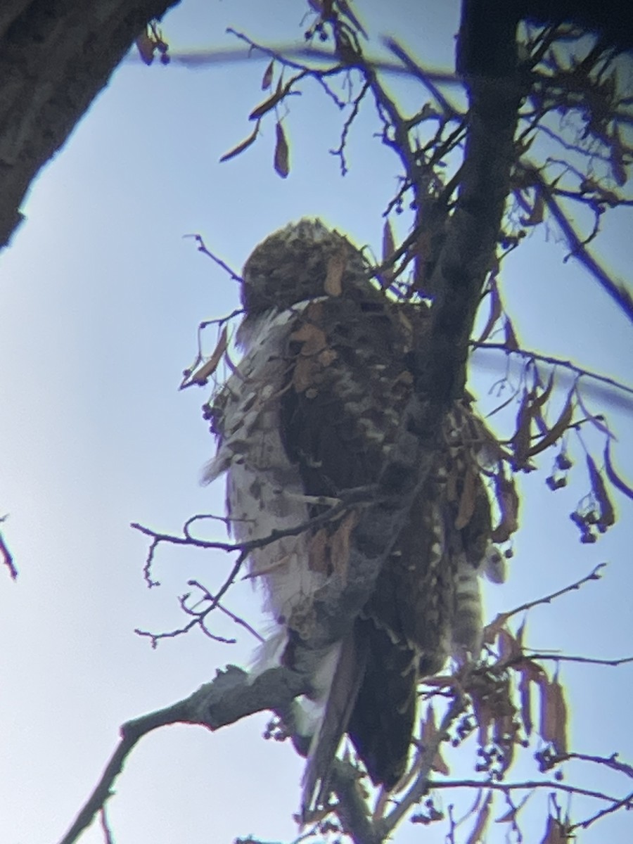 Red-shouldered Hawk - ML646660380