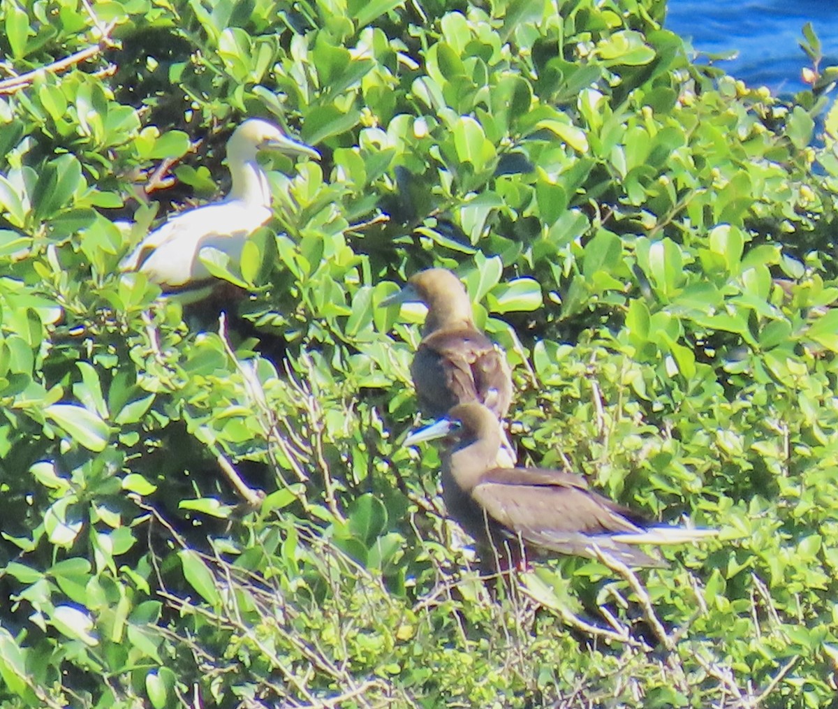 Red-footed Booby - ML646660382