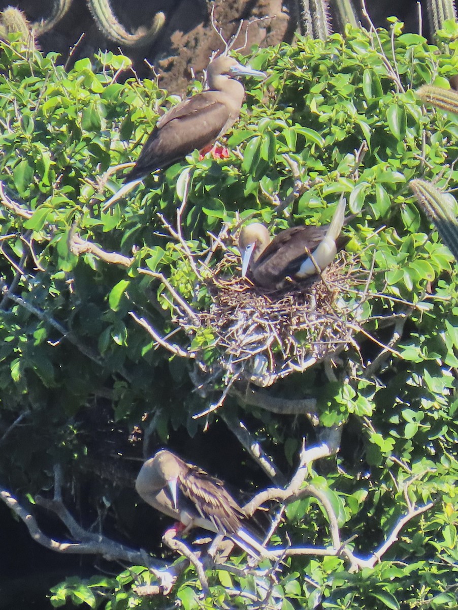Red-footed Booby - ML646660383