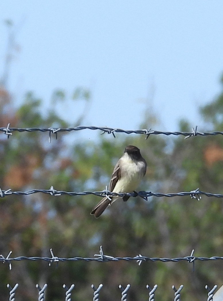 Moucherolle phébi - ML646660385