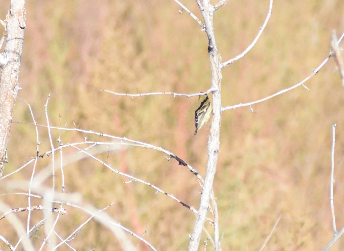 Chardonneret mineur - ML646660386