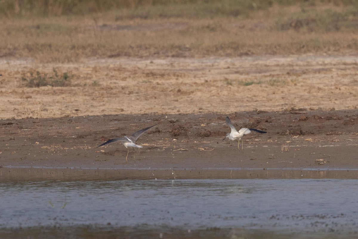 Kuliska zuria - ML646660387