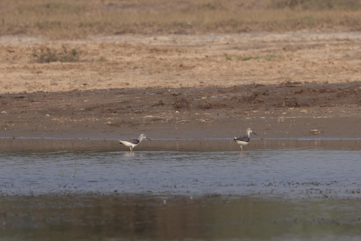 Kuliska zuria - ML646660388