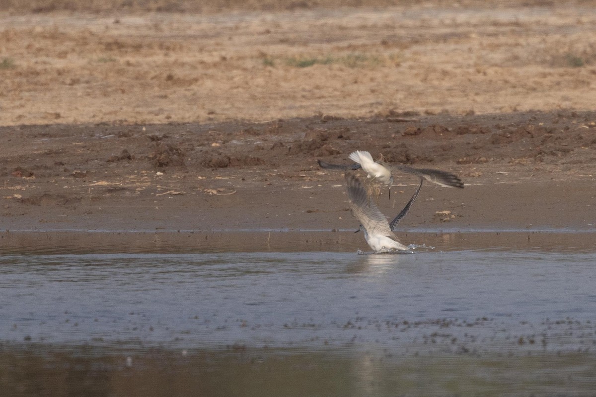 Kuliska zuria - ML646660389