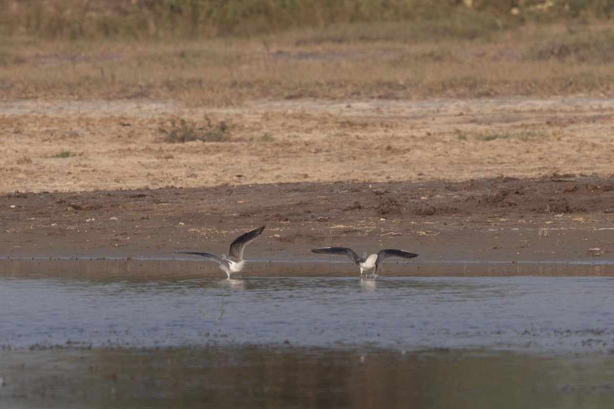 Kuliska zuria - ML646660390