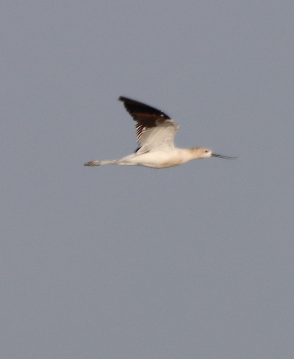 アメリカソリハシセイタカシギ - ML646660391