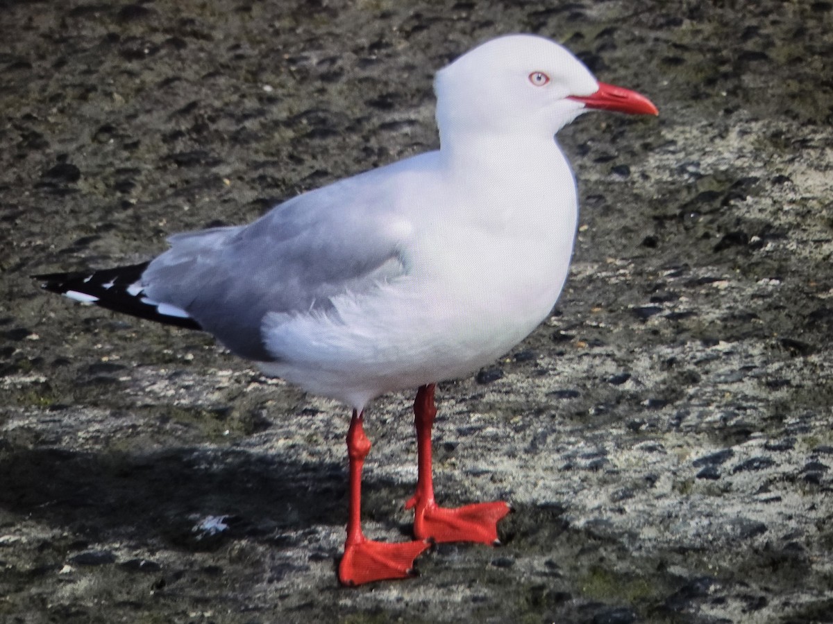 Silver Gull - ML646660392