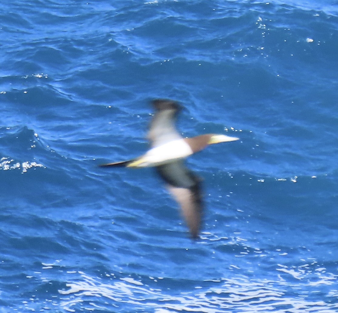 Brown Booby - ML646660393