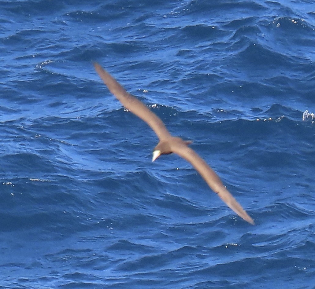 Brown Booby - ML646660394