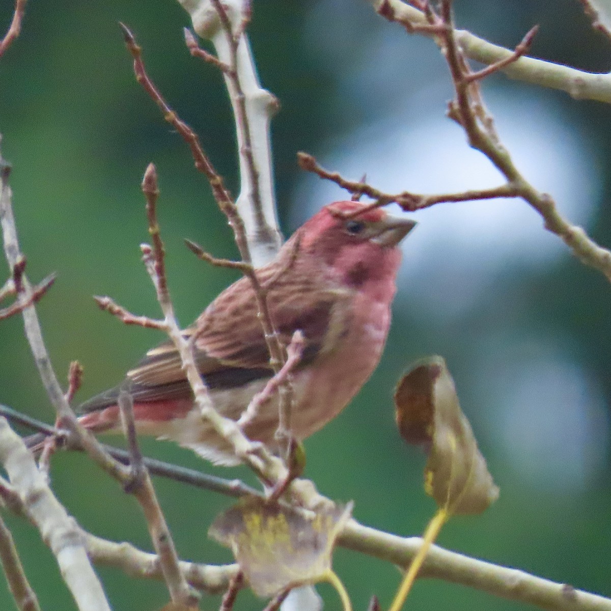 hýl nachový - ML646660396