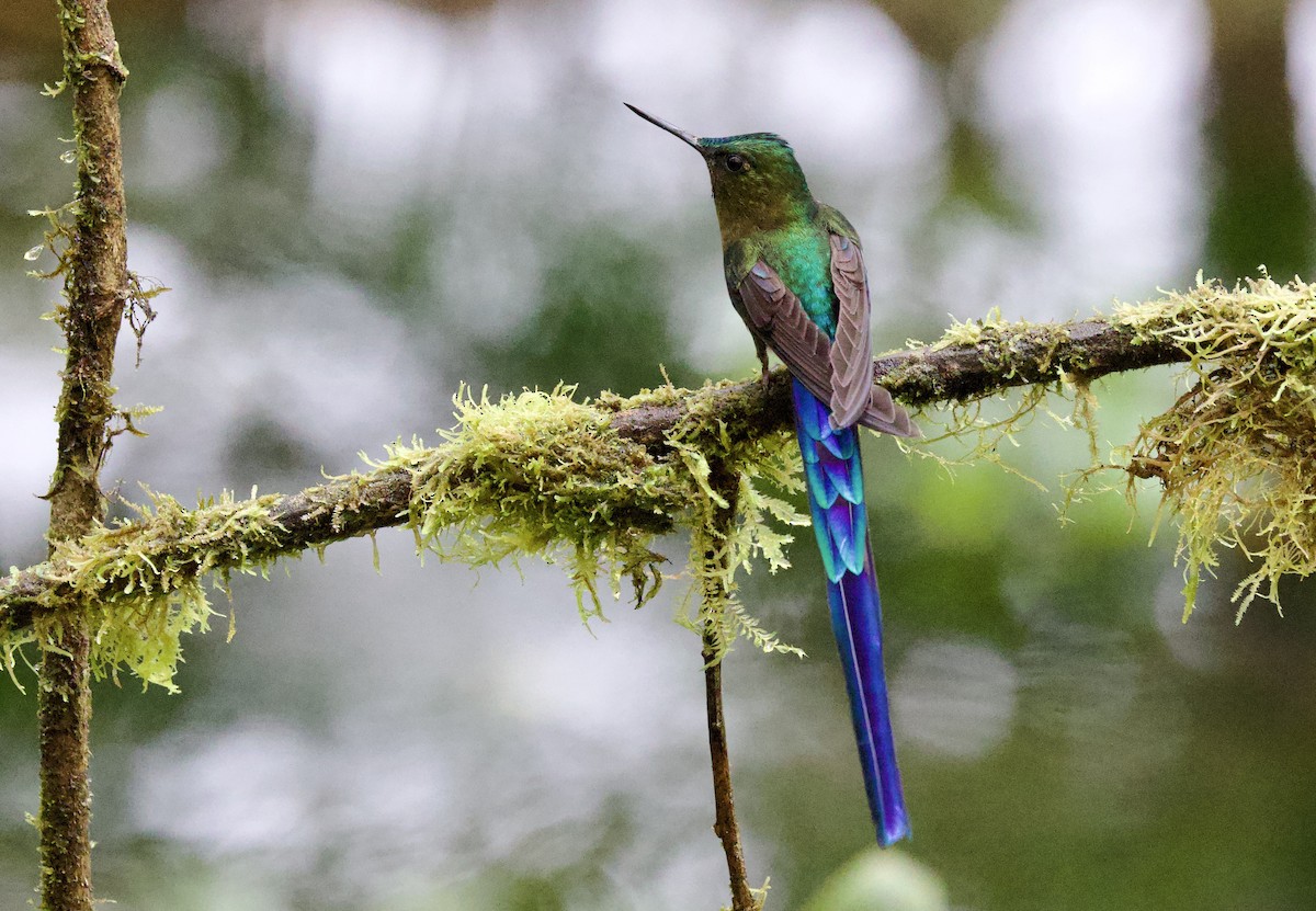 Фиолетовохвостый сильф - ML646660397