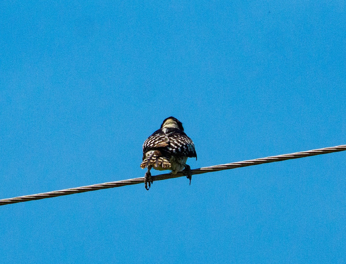 White-fronted Woodpecker - ML646660398
