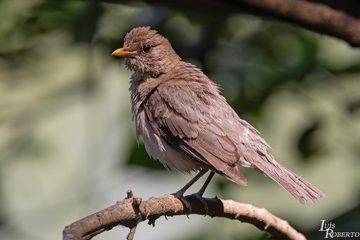 tøyletrost - ML646660400