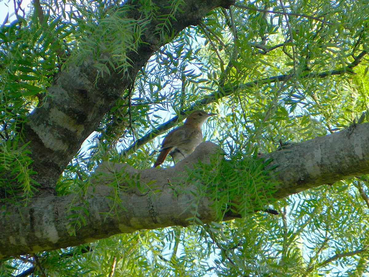 Rufous Hornero - ML646660402