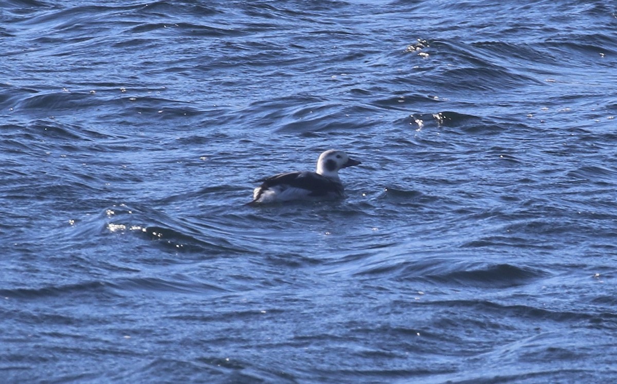 hoholka lední - ML646660403