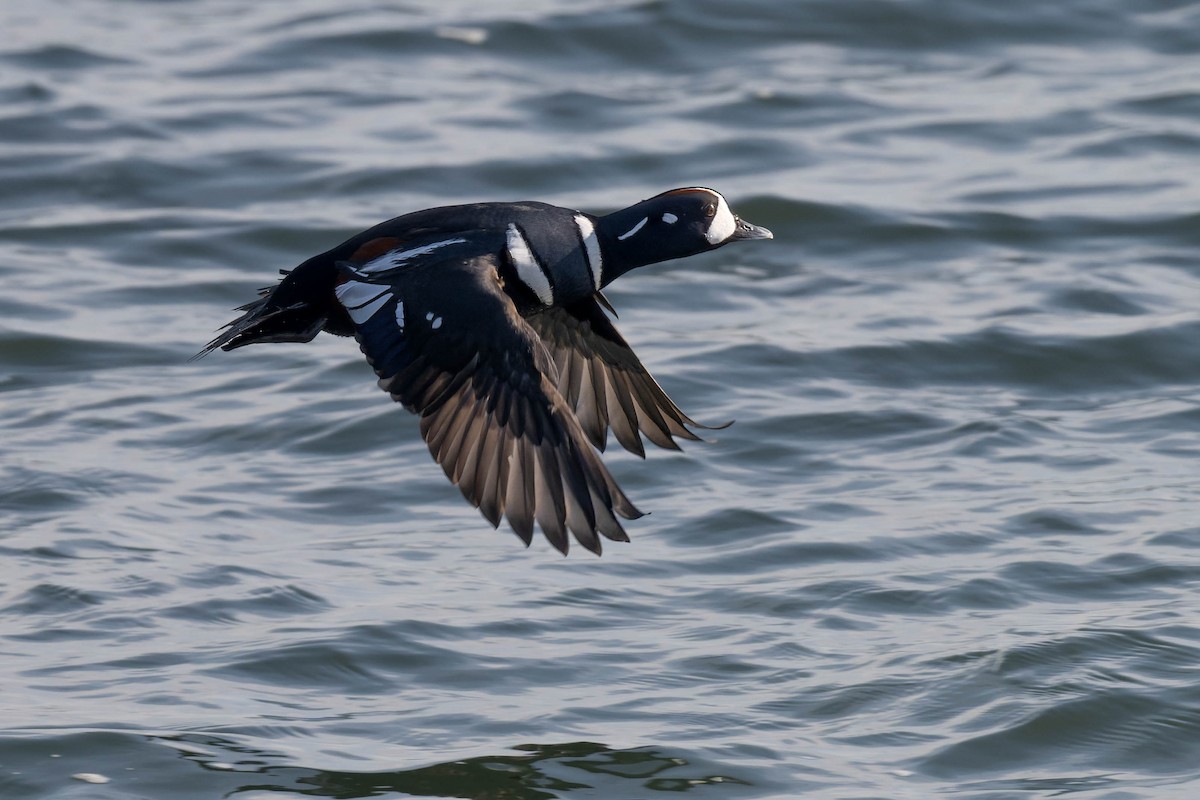 Moretta arlecchino - ML646660404