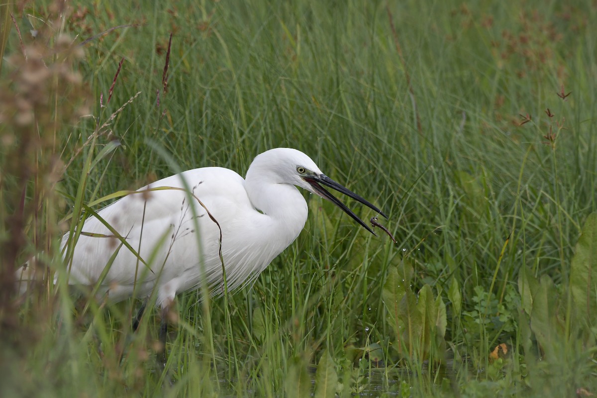 Küçük Ak Balıkçıl - ML646660406