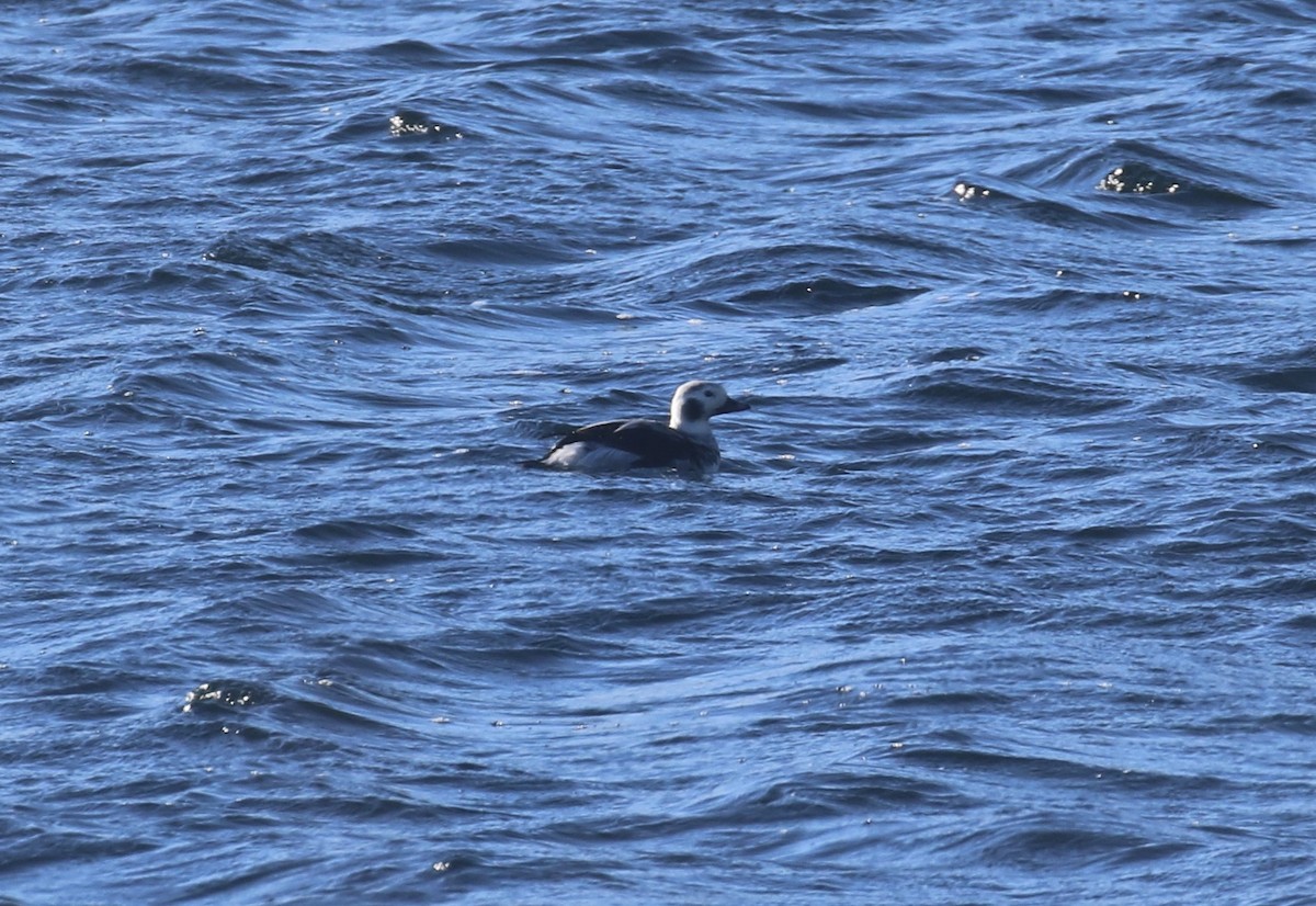 hoholka lední - ML646660407