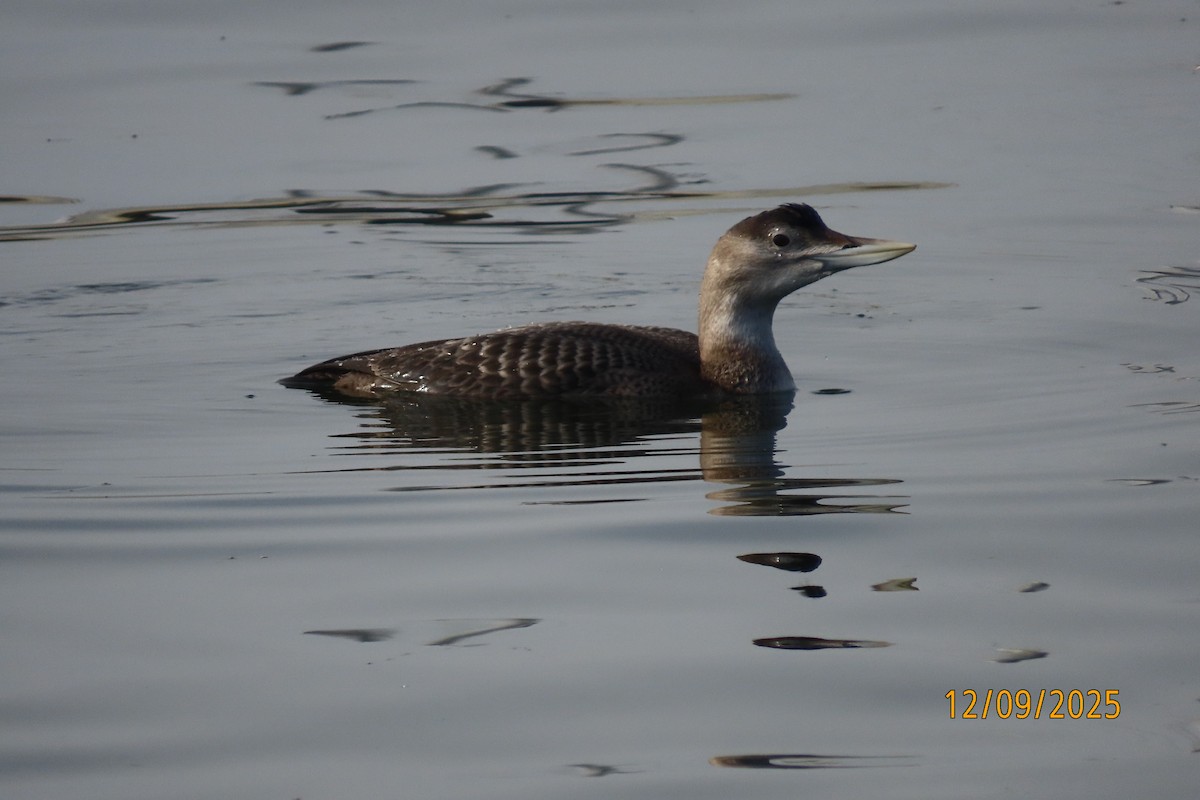 Yellow-billed Loon - ML646660408