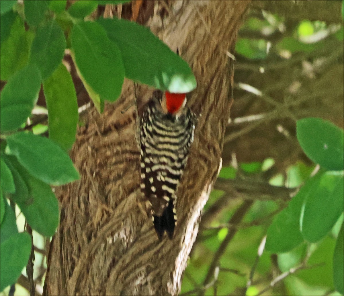 Ladder-backed Woodpecker - ML646660410