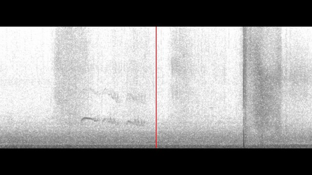 Dusky-capped Flycatcher - ML646660411