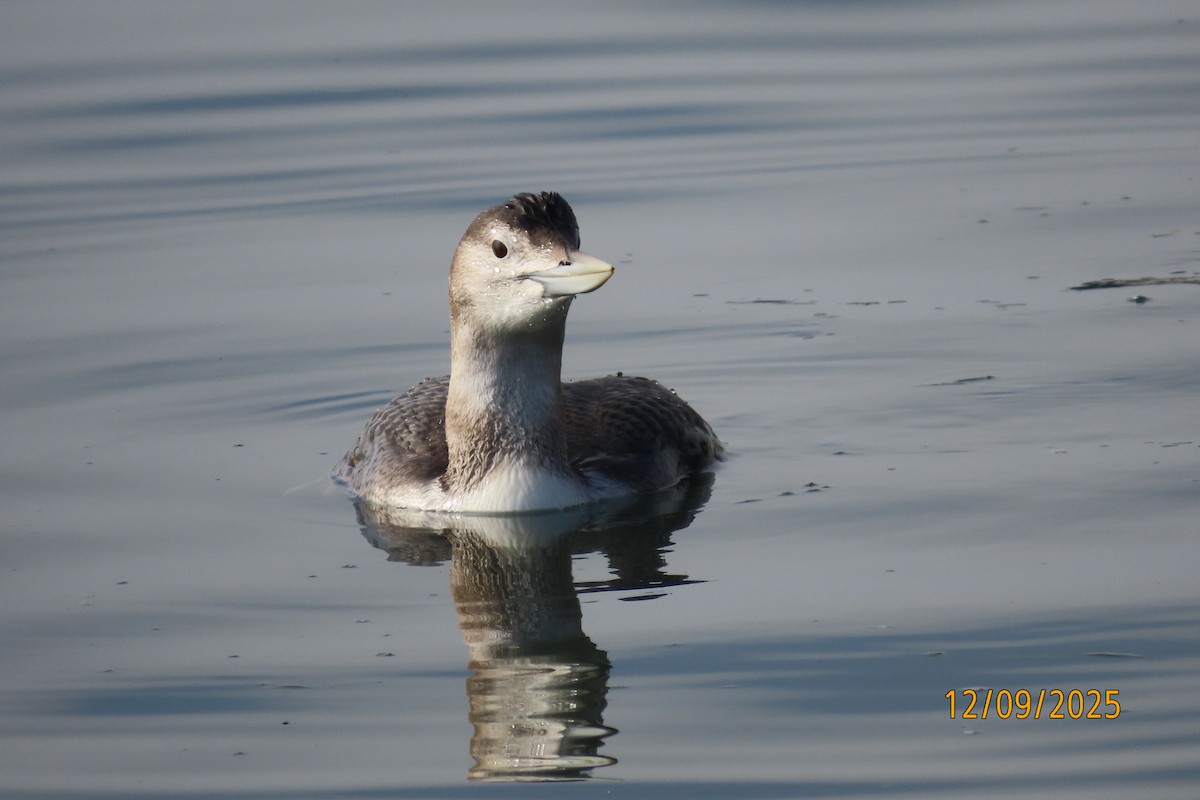 Yellow-billed Loon - ML646660412