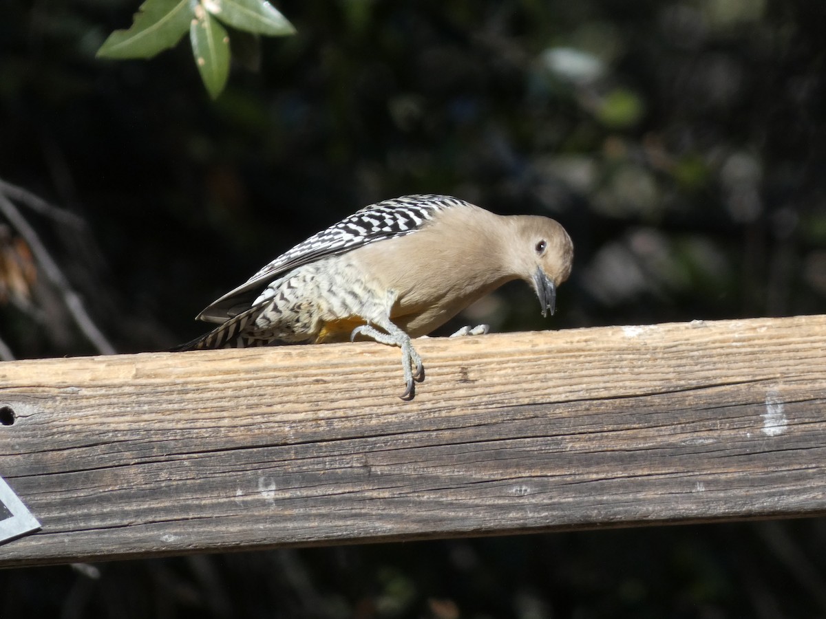 サバクシマセゲラ - ML646660413