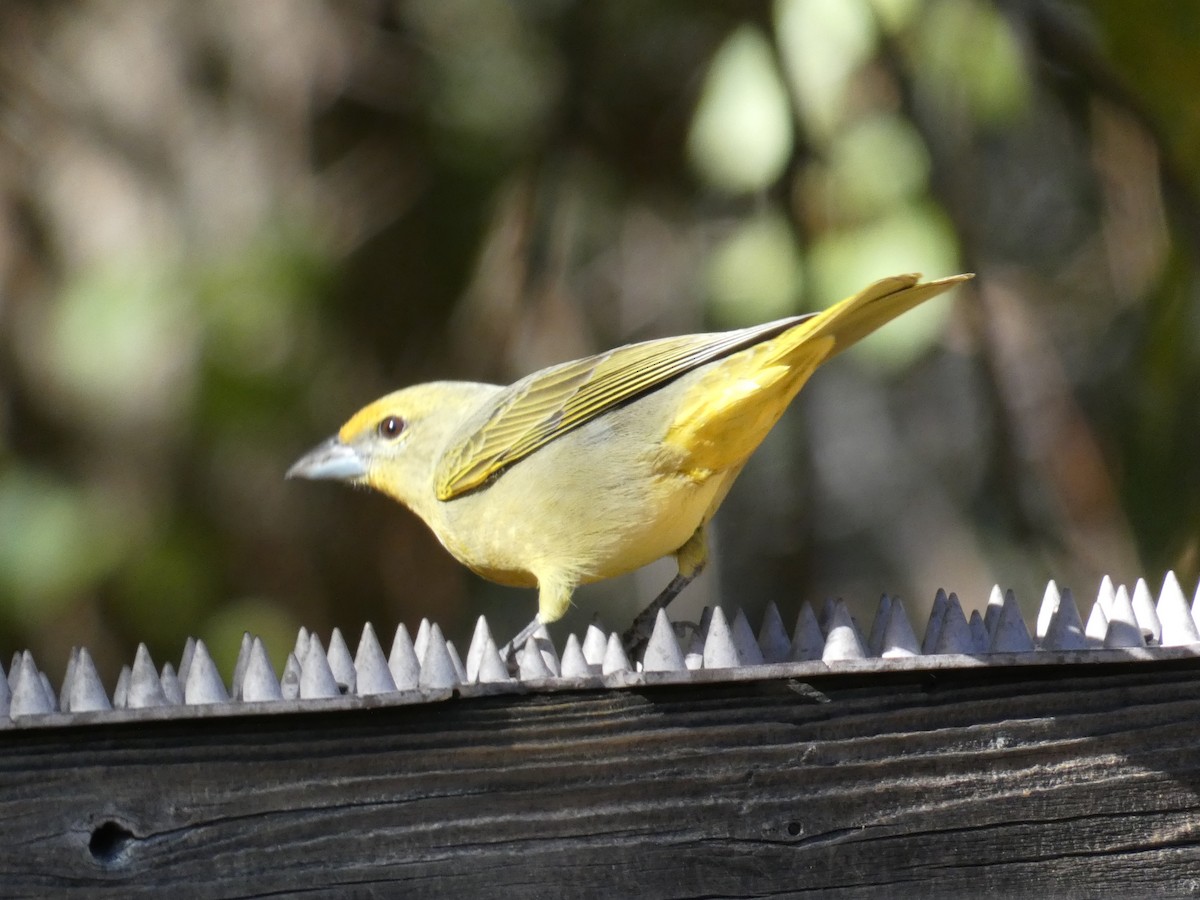 レンガフウキンチョウ - ML646660414