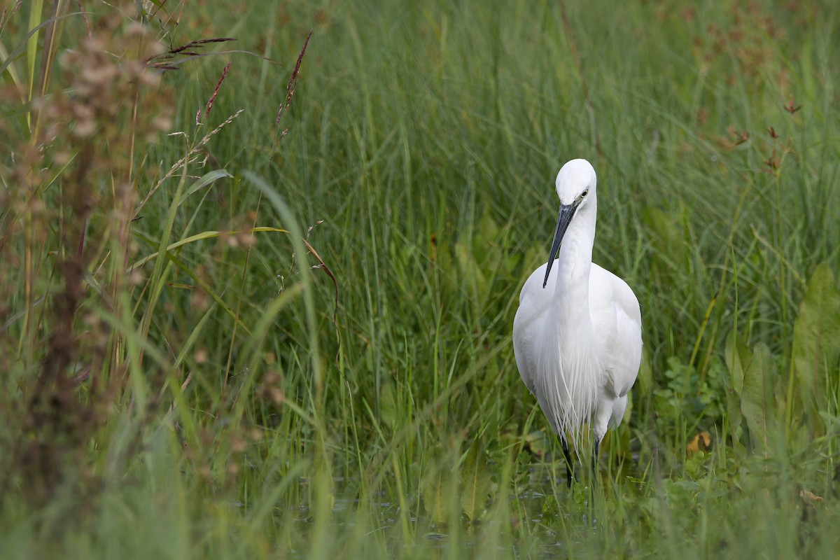 Küçük Ak Balıkçıl - ML646660415