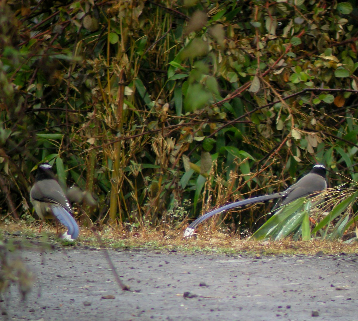 Yellow-billed Blue-Magpie - ML646660416